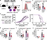 LAG 3 And PD 1 Synergize On CD8 T Cells To Drive T Cell Exhaustion And