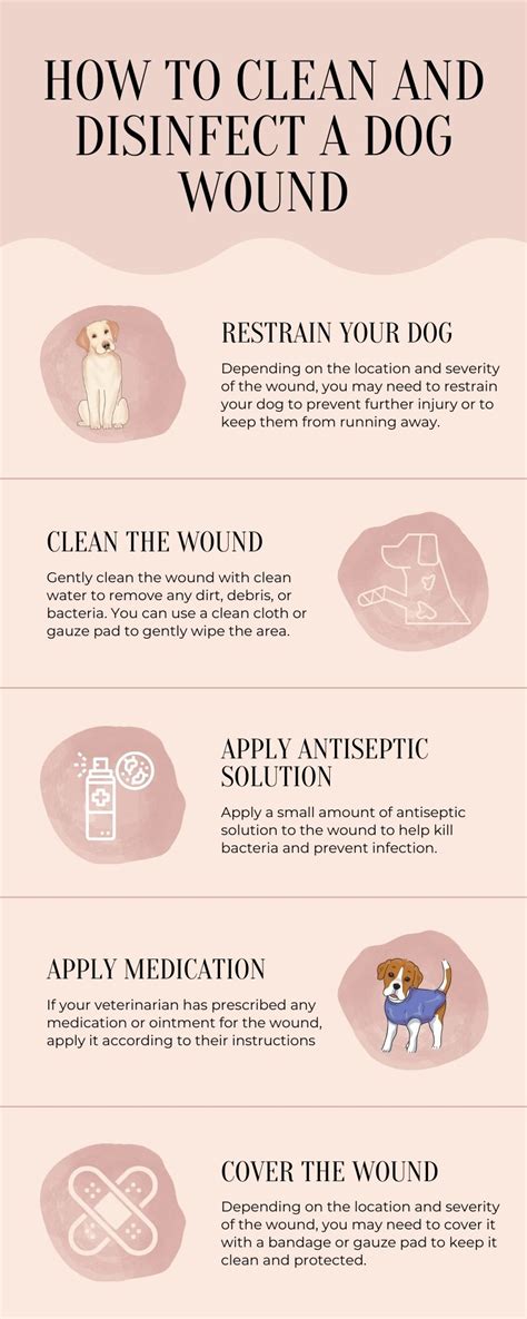 Ultimate Guide To Dog Wound Care: How To Clean, Treat, And Prevent ...