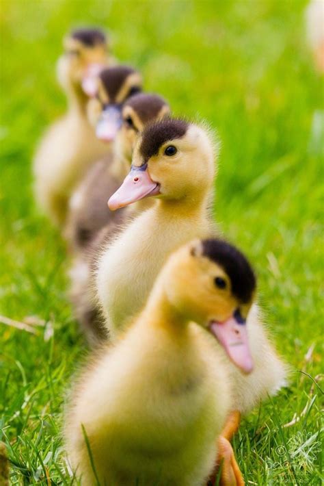 These Cute Ducklings : r/ducklings