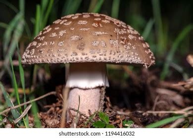 Specimen Blusher Amanita Rubescens Edible Mushroom Stock Photo