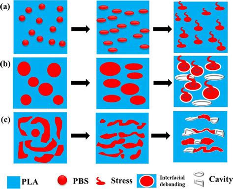 Schematic Illustrations Of Microscopic Deformation Of The PLA PBS