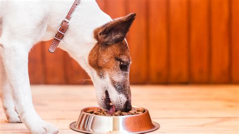 La mejor comida para perros pequeños