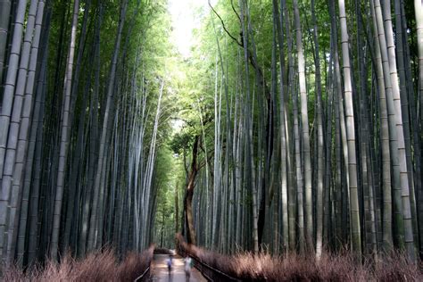 Ciekawe Miejsca W Japonii Bambusowy Las W Arashiyama Kioto By Em