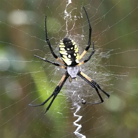 Spiders In New York 43 Different Species