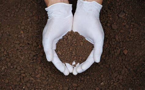 Criterios Ed Ficos A Considerar Antes De Realizar La Plantaci N