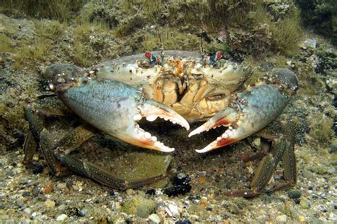 Mud Crab (Scylla serrata) · iNaturalist