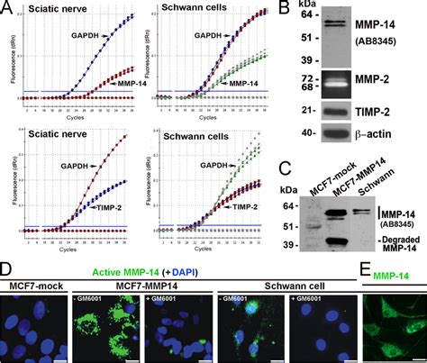 The Mmp Mmp Timp Axis In Schwann Cells In Vitro A Taqman Qpcr