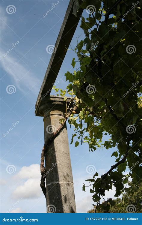 Vine Column Roman Greek Greek Vineyard Leaves Grapes Vines Stock Image