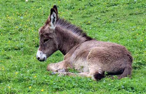 Donkey Names for Baby, Female, Male + Funny Good Ideas - Petnamee