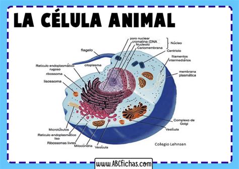 Dibujo Celula Animal Abc Fichas