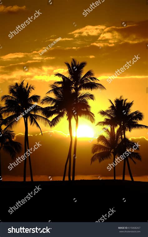 Tropical Palm Trees Silhouette Sunset Sunrise Stock Photo 615068267