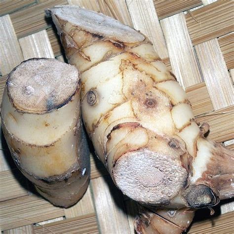 How To Grow Galangal