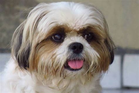 Shih Tzu Price (Why They Cost So Much!) - Petlity