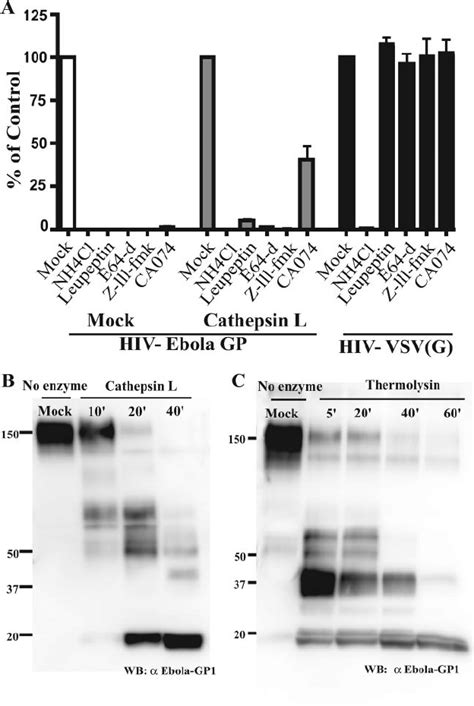 Proteolysis Of Ebola Virus Gp And Inhibition Of Infection Using