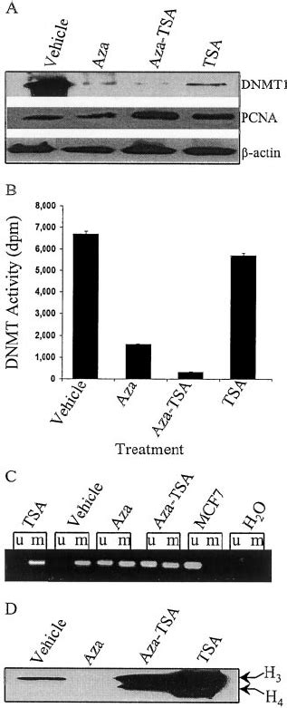 Effects Of Inhibitors Of DNMT And HDAC On Soluble DNMT1 Expression And