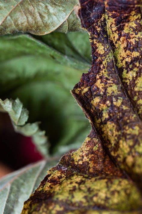 Conoce Los Motivos Por Los Que Las Hojas De Tus Plantas Se Ponen Marrones