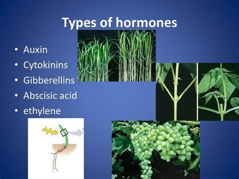 Chapter 39 Plant Responses To Internal And External Signals Ppt Download