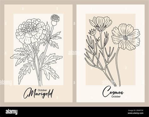 Set of Marigold, Cosmos October birth month flower Stock Vector Image ...