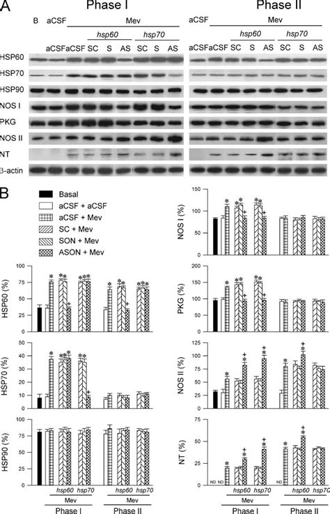 Hsp60 Or Hsp70 Modulates Nos I Pkg Cascade And Nos Ii Peroxynitrite