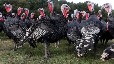 Uk Faces Turkey Shortage At Christmas As Poultry Industry Warns Britons