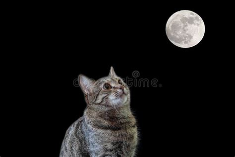 Gatto nero e luna piena fotografia stock. Immagine di scheda - 75802686