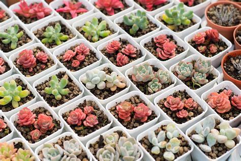 Succulentes Tous Les Secrets Pour R Aliser Des Boutures Parfaites En T