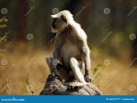 Gray Langur stock image. Image of animal, drive, animals - 268419777