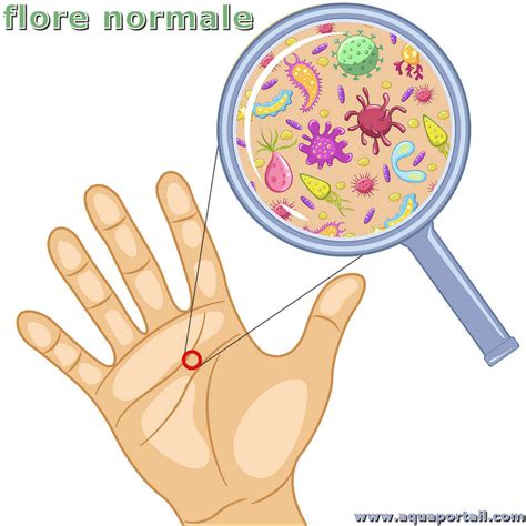 Flore Microbienne Normale D Finition Et Explications