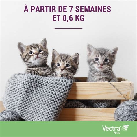 Vectra Felis Pipettes anti puces chat Tue et prévient la réinfestation