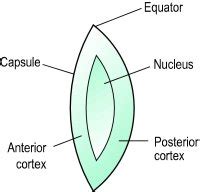 Aphakic eye | definition of aphakic eye by Medical dictionary