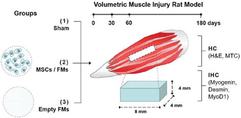 Schematic Presentation Indicating The In Vivo Experimental Procedures