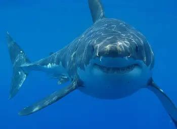 Great White Shark Facts - White Shark Interesting Facts and Information