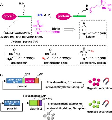 Site Specific Protein Labeling Using Biotin Ligase A And Protein