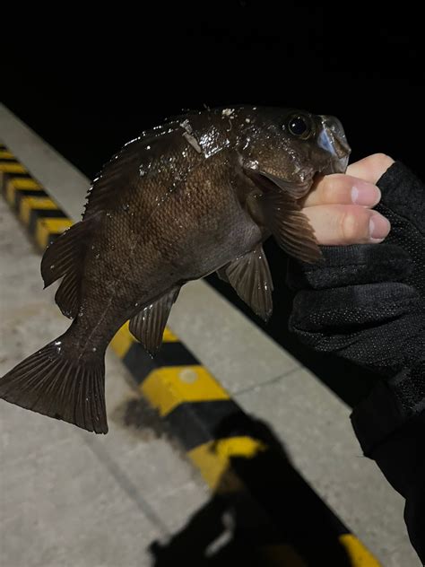 中肉中背ニキ さんの 2024年06月06日のアジの釣り・釣果情報秋田県 秋田県北部 アングラーズ 釣果500万件の魚釣り情報サイト