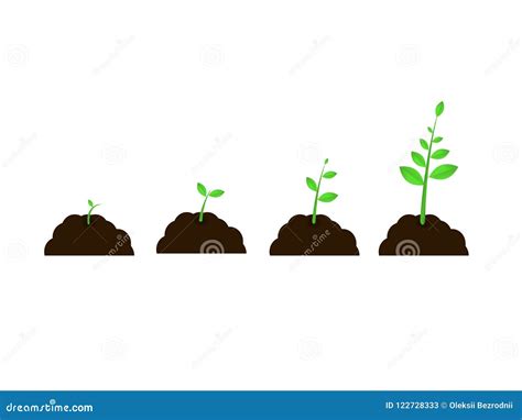 Plant Grow Stages Vector Seed Growth Speed Stock Vector - Illustration ...