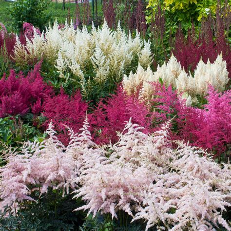 Buy Outsidepride1000 Perennial Astilbe Arendsii Bunter Flower Seed Mix ...