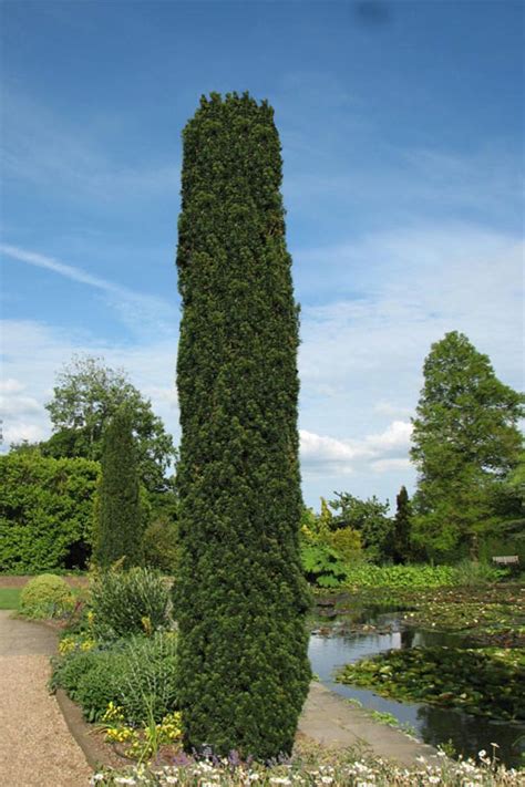 Buy Irish Yew Taxus Baccata Fastigiata FREE SHIPPING Wilson