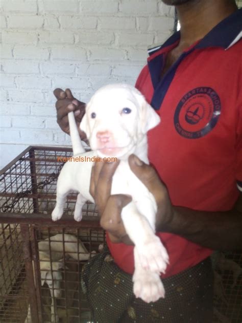 Rajapalayam Indian pure breed dog puppies for sale in Rajapalayam