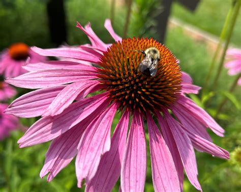 Insects: Vital Natural Resources | Pennsylvania Parks and Forests