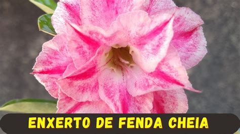 COMO FAZER ENXERTO DE FENDA CHEIA NA ROSA DO DESERTO YouTube