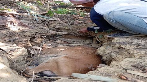 A Cow Has Been Rescue From A Pit Gay Ko Bacha Liya Gadde Se YouTube