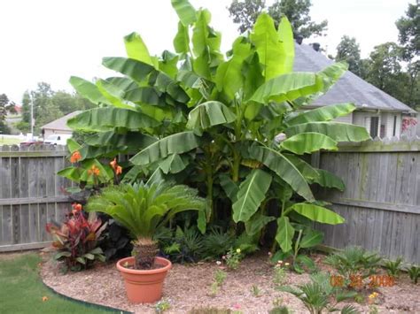 Growing Banana Trees In Your Yard Banana Trees Landscape Corner Garden Tropical Landscaping