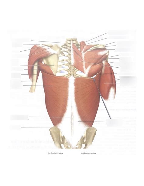 Posterior View Of Upper Extremity Muscles Diagram Quizlet