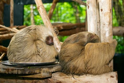 Nuevo Centro De Cuido Para Osos Perezosos Abre Sus Puertas En Reserva