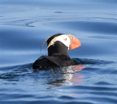 ABC Trip to Smith Island | ABC Birding