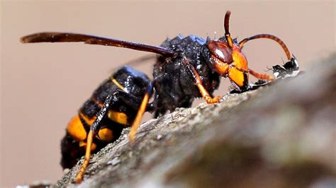 Así Es La Avispa Velutina O Asiática El Insecto Que Ha Hecho Saltar