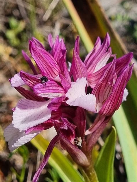 Anacamptis Papilionacea Pink Butterfly Orchid Samsung Flickr