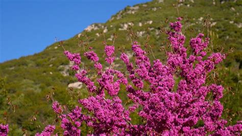 Flowers Pictures: View Images of Yosemite Valley