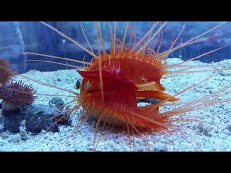 Ctenoides Ales Electric Flame Scallop Disco Scallop Youtube