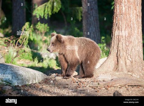 Eurasian brown bear cub Finland Stock Photo - Alamy